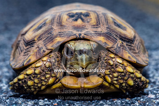 A Parrot-beaked Tortoise on a dangerous journey across a road. Kruger National Park, Manyeleti Game Reserve, Limpopo Province, Mpumalanga Pro, South Africa.