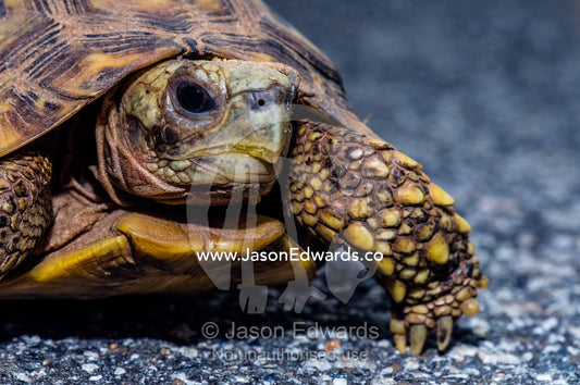 A Parrot-beaked Tortoise on a dangerous journey across a road. Kruger National Park, Manyeleti Game Reserve, Limpopo Province, Mpumalanga Pro, South Africa