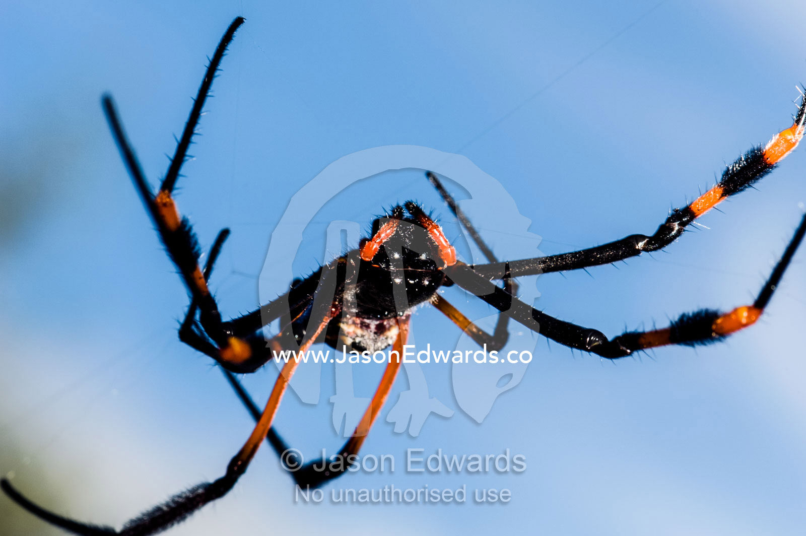 A female Orb spider suspended in her web waiting to capture prey. Kruger National Park, Manyeleti Game Reserve, Limpopo Province, Mpumalanga Pro, South Africa.