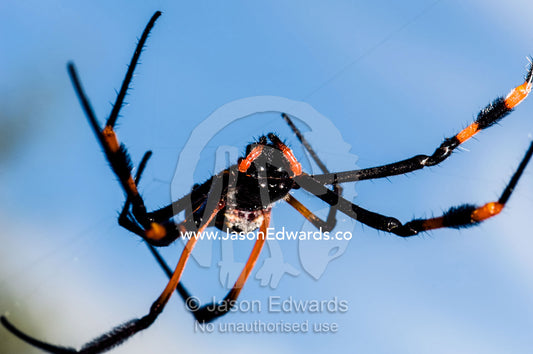 A female Orb spider suspended in her web waiting to capture prey. Kruger National Park, Manyeleti Game Reserve, Limpopo Province, Mpumalanga Pro, South Africa.