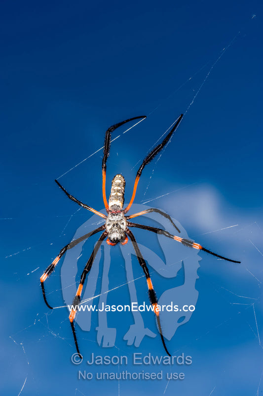A female Orb spider suspended in her web waiting to capture prey. Kruger National Park, Manyeleti Game Reserve, Limpopo Province, Mpumalanga Province, South Africa.
