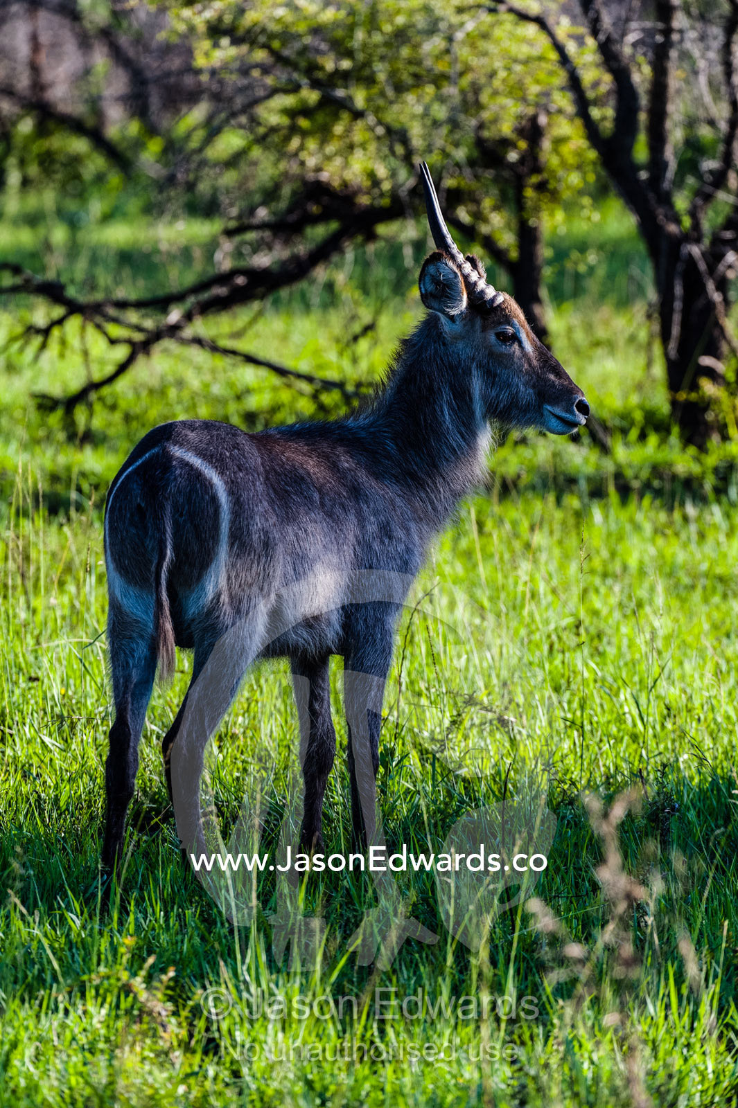 Young male Ellipsen Waterbuck standing in a sun ray in a forest veld. Kruger National Park, Manyeleti Game Reserve, Limpopo Province, Mpumalanga Province, South Africa.