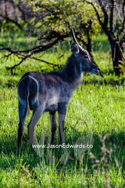 Young male Ellipsen Waterbuck standing in a sun ray in a forest veld. Kruger National Park, Manyeleti Game Reserve, Limpopo Province, Mpumalanga Province, South Africa.