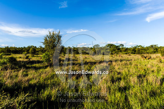 A grassland floodplain lush with new growth after the rainy season. Kruger National Park, Manyeleti Game Reserve, Limpopo Province, Mpumalanga Province, South Africa.