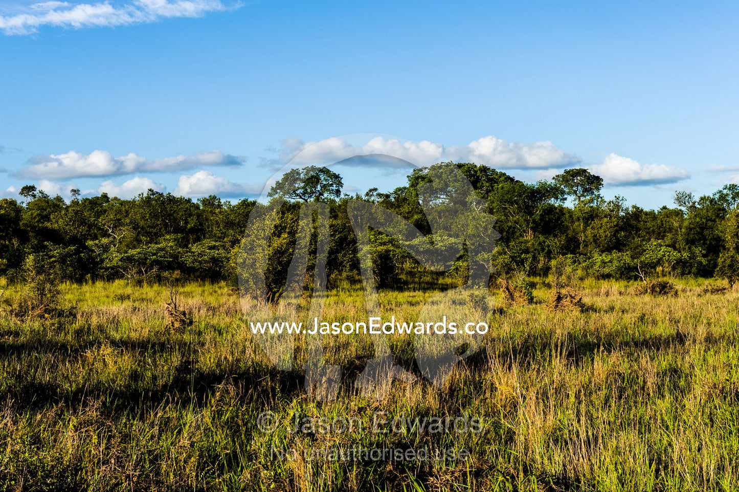 A grassland floodplain lush with new growth after the rainy season. Kruger National Park, Manyeleti Game Reserve, Limpopo Province, Mpumalanga Province, South Africa.