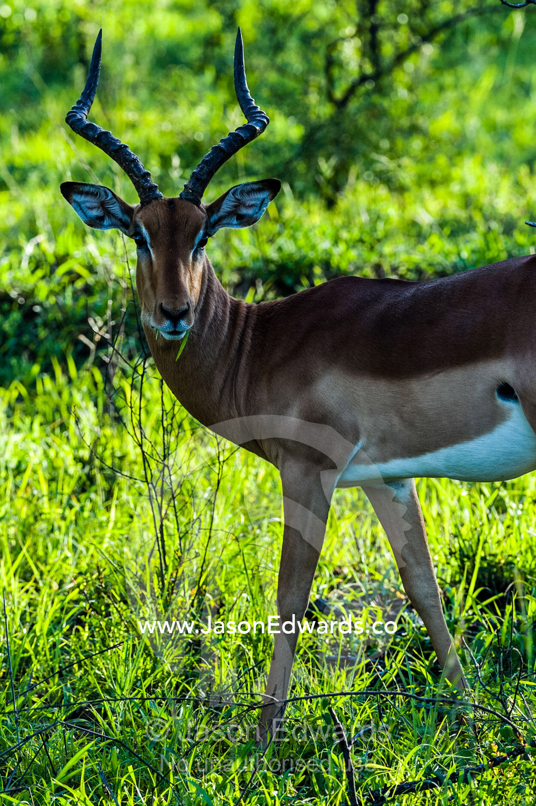 A male Impala with impressive horns feeding on grass on a floodplain. Kruger National Park, Manyeleti Game Reserve, Limpopo Province, Mpumalanga Province, South Africa.
