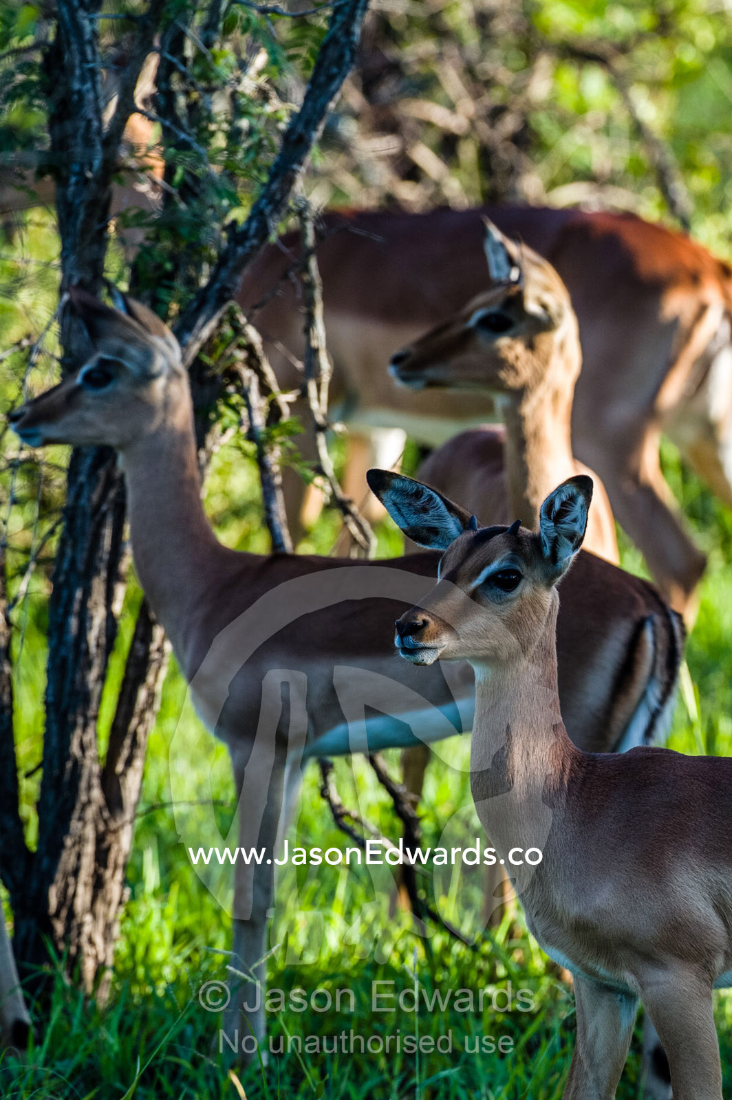 The nubs of horns appear on the head of a young male Impala in a herd. Kruger National Park, Manyeleti Game Reserve, Limpopo Province, Mpumalanga Province, South Africa.
