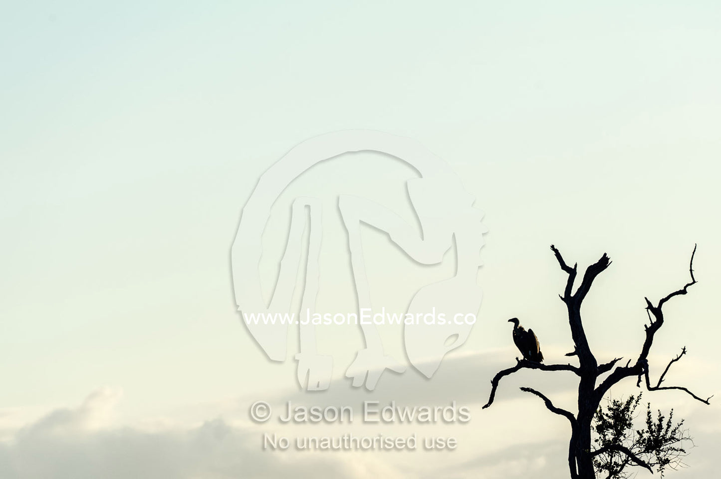 A White-backed Vulture silhouette in the fork of a dead tree. Kruger National Park, Manyeleti Game Reserve, Limpopo Province, Mpumalanga Province, South Africa.
