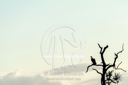 A White-backed Vulture silhouette in the fork of a dead tree. Kruger National Park, Manyeleti Game Reserve, Limpopo Province, Mpumalanga Province, South Africa.