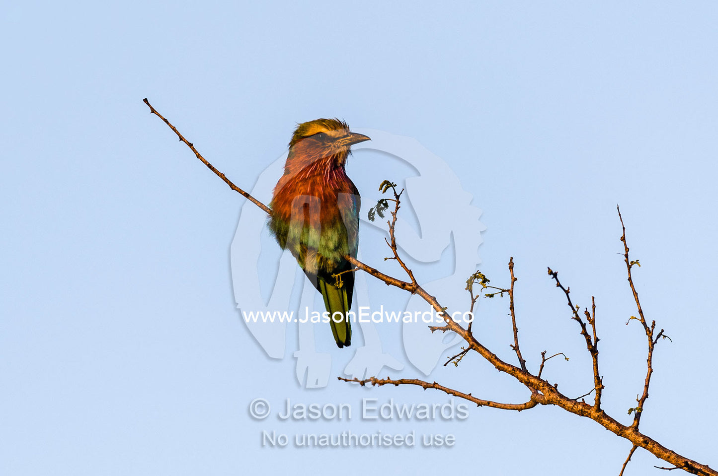A colorful Lilac-breasted Roller roosts on a tree branch at sunset. Kruger National Park, Manyeleti Game Reserve, Limpopo Province, Mpumalanga Province, South Africa.