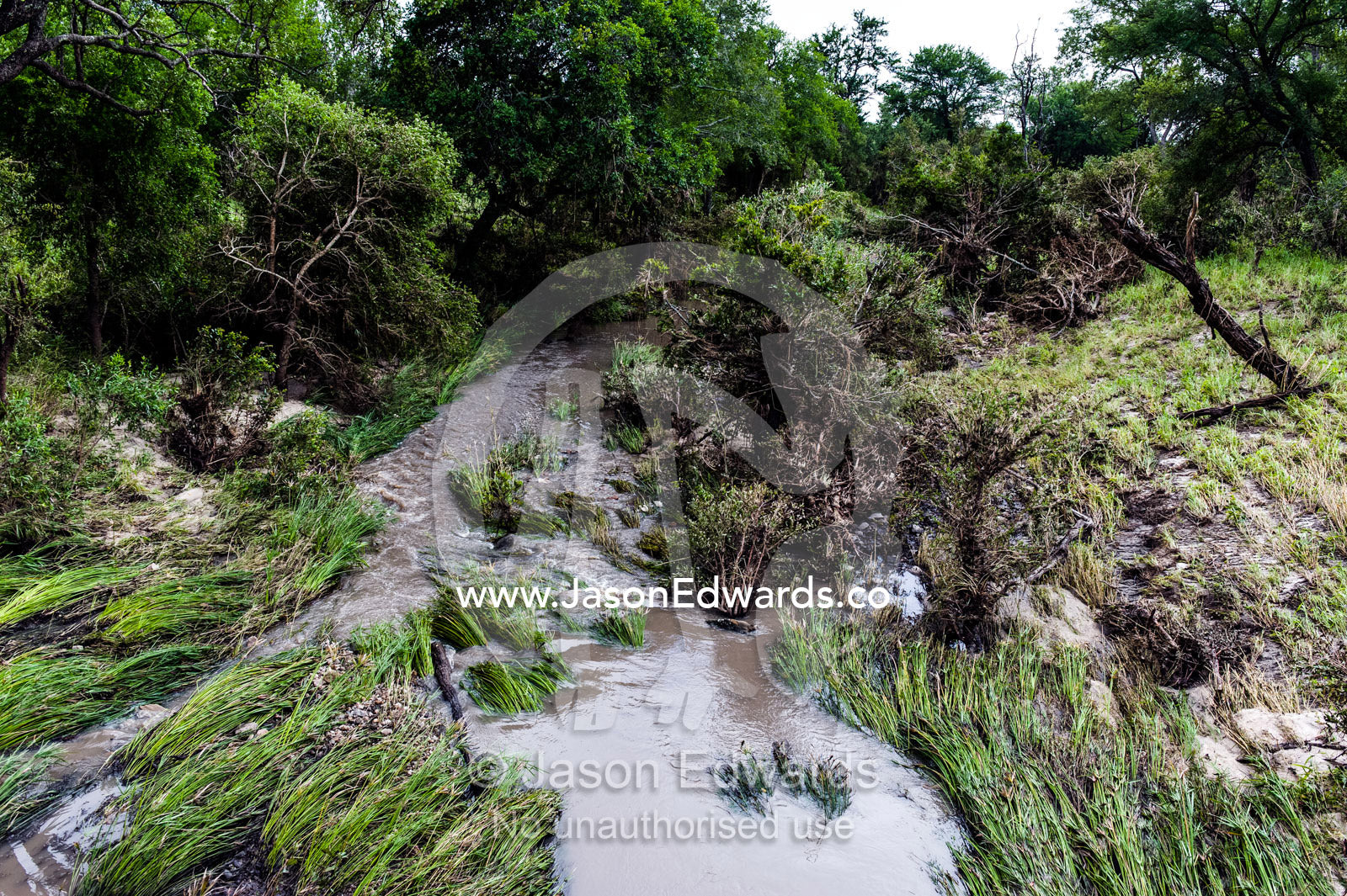 Raging floodwaters pushed reeds and grasses flat in a small river. Kruger National Park, Manyeleti Game Reserve, Limpopo Province, Mpumalanga Province, South Africa.