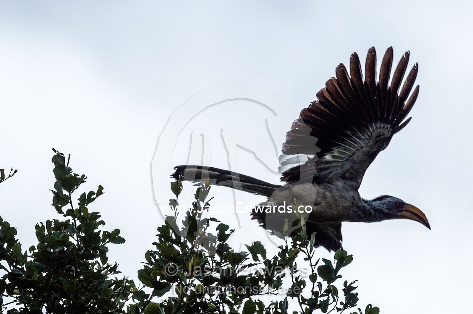 A Southern Yellow-billed Hornbill launches from the canopy of a tree. Kruger National Park, Manyeleti Game Reserve, Limpopo Province, Mpumalanga Province, South Africa.