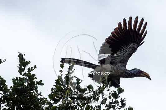 A Southern Yellow-billed Hornbill launches from the canopy of a tree. Kruger National Park, Manyeleti Game Reserve, Limpopo Province, Mpumalanga Province, South Africa.