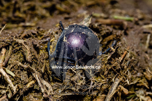 A Dung Beetle feeding on a fresh pile of African Buffalo dung. Kruger National Park, Manyeleti Game Reserve, Limpopo Province, Mpumalanga Province, South Africa.