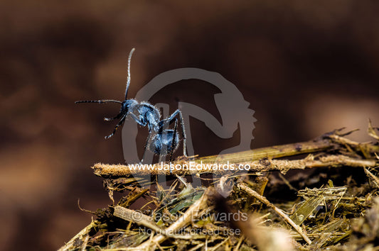 A Myrmicine Ant surveying a fresh pile of African Buffalo dung. Kruger National Park, Manyeleti Game Reserve, Limpopo Province, Mpumalanga Province, South Africa.