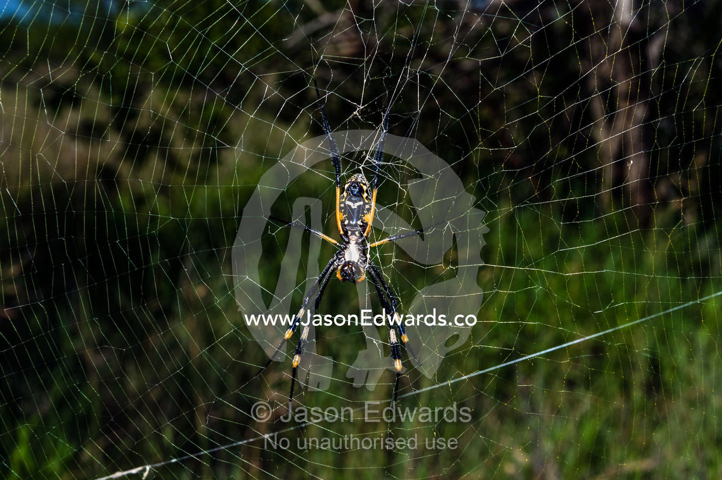 A female Orb spider suspended in her web waiting to capture prey. Kruger National Park, Manyeleti Game Reserve, Limpopo Province, Mpumalanga Province, South Africa.