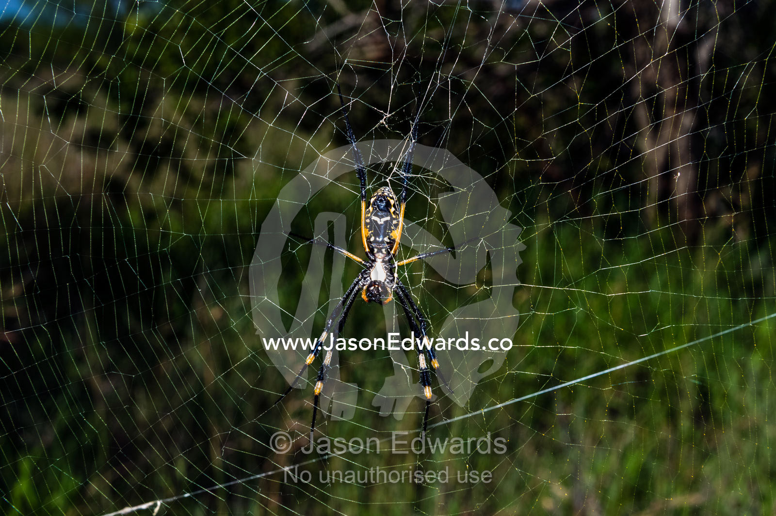 A female Orb spider suspended in her web waiting to capture prey. Kruger National Park, Manyeleti Game Reserve, Limpopo Province, Mpumalanga Province, South Africa.
