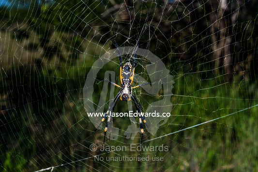 A female Orb spider suspended in her web waiting to capture prey. Kruger National Park, Manyeleti Game Reserve, Limpopo Province, Mpumalanga Province, South Africa.