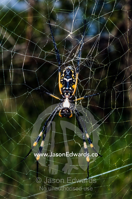 A female Orb spider suspended in her web waiting to capture prey. Kruger National Park, Manyeleti Game Reserve, Limpopo Province, Mpumalanga Province, South Africa.