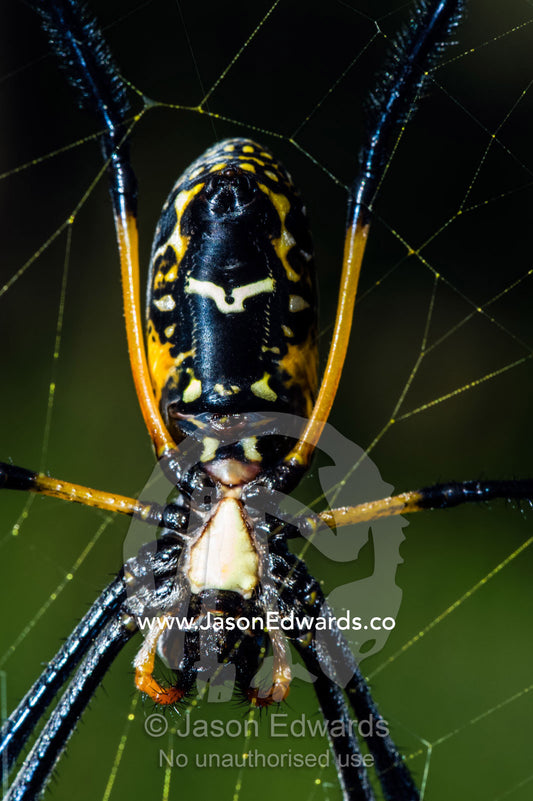 A female Orb spider suspended in her web waiting to capture prey. Kruger National Park, Manyeleti Game Reserve, Limpopo Province, Mpumalanga Province, South Africa.