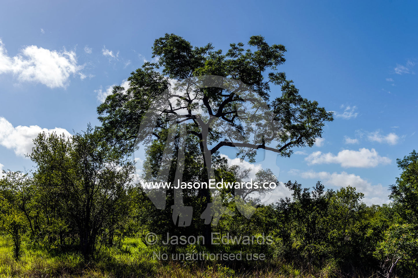A protected Leadwood tree rises over a lush savannah plain. Kruger National Park, Manyeleti Game Reserve, Limpopo Province, Mpumalanga Province, South Africa.