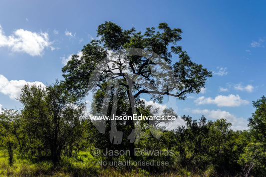 A protected Leadwood tree rises over a lush savannah plain. Kruger National Park, Manyeleti Game Reserve, Limpopo Province, Mpumalanga Province, South Africa.