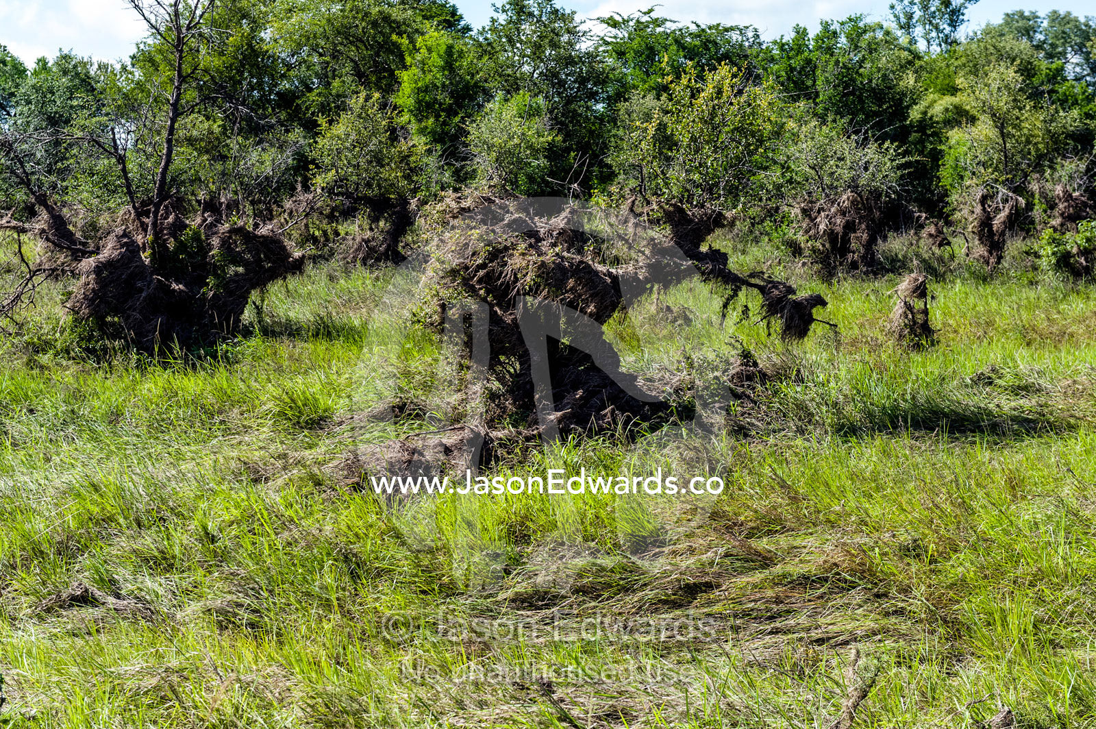 Grasses and debris caught in tree branches after flood waters recede. Kruger National Park, Manyeleti Game Reserve, Limpopo Province, Mpumalanga Province, South Africa.