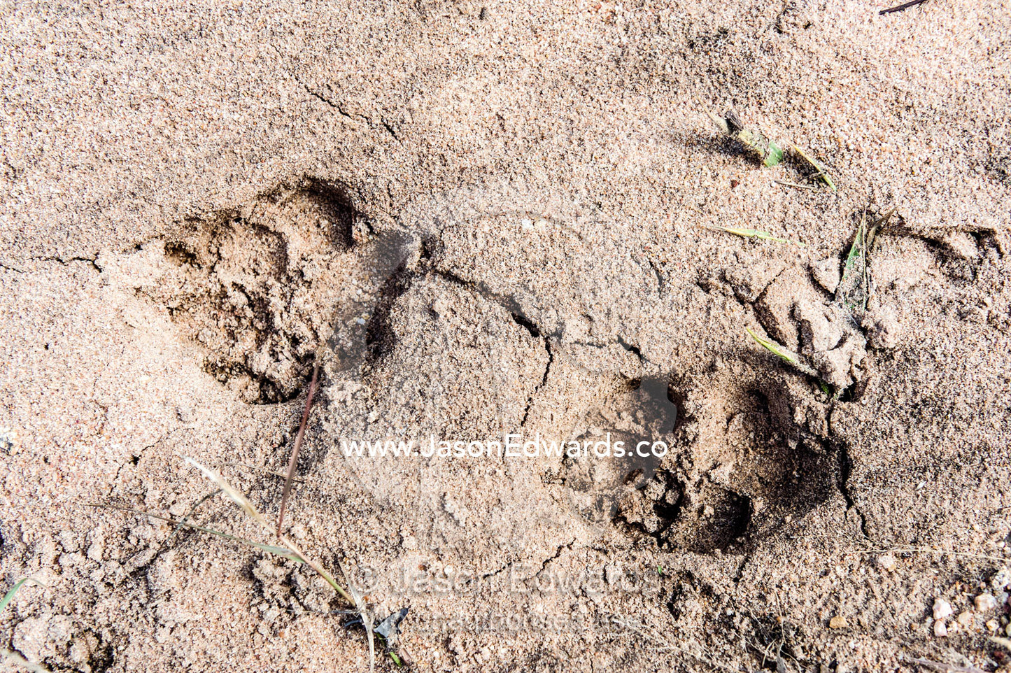 Spotted Hyena footprints in the damp sand of a riverbed after rain. Kruger National Park, Manyeleti Game Reserve, Limpopo Province, Mpumalanga Province, South Africa.