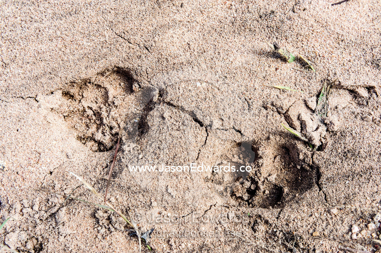 Spotted Hyena footprints in the damp sand of a riverbed after rain. Kruger National Park, Manyeleti Game Reserve, Limpopo Province, Mpumalanga Province, South Africa.