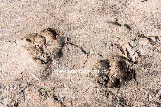 Spotted Hyena footprints in the damp sand of a riverbed after rain. Kruger National Park, Manyeleti Game Reserve, Limpopo Province, Mpumalanga Province, South Africa.