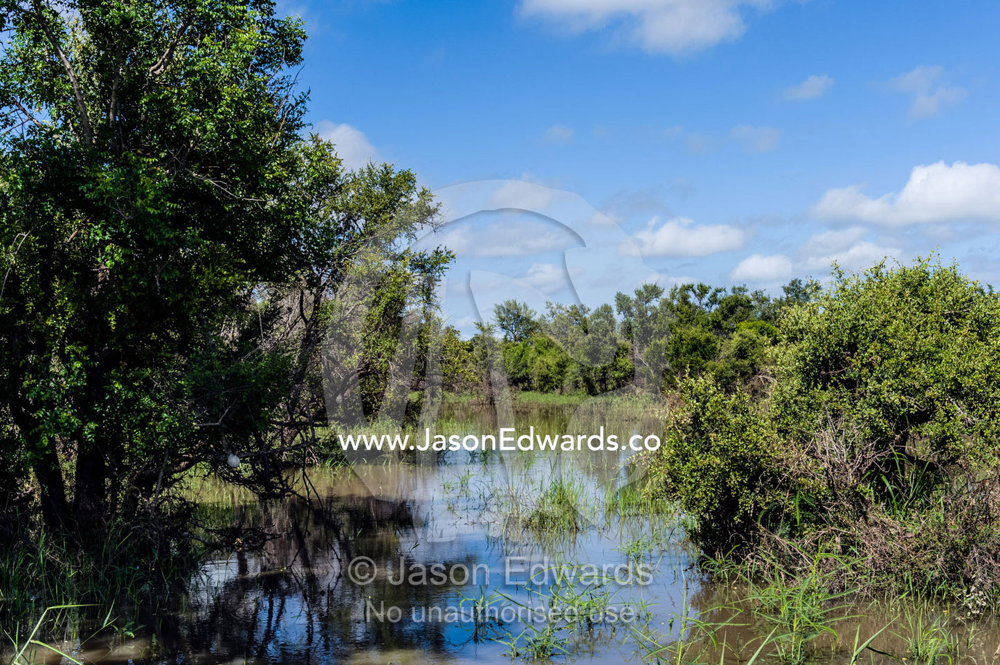 Trees surround a flooded wetland forest after a heavy rain storm. Kruger National Park, Manyeleti Game Reserve, Limpopo Province, Mpumalanga Province, South Africa.