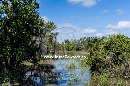 Trees surround a flooded wetland forest after a heavy rain storm. Kruger National Park, Manyeleti Game Reserve, Limpopo Province, Mpumalanga Province, South Africa.