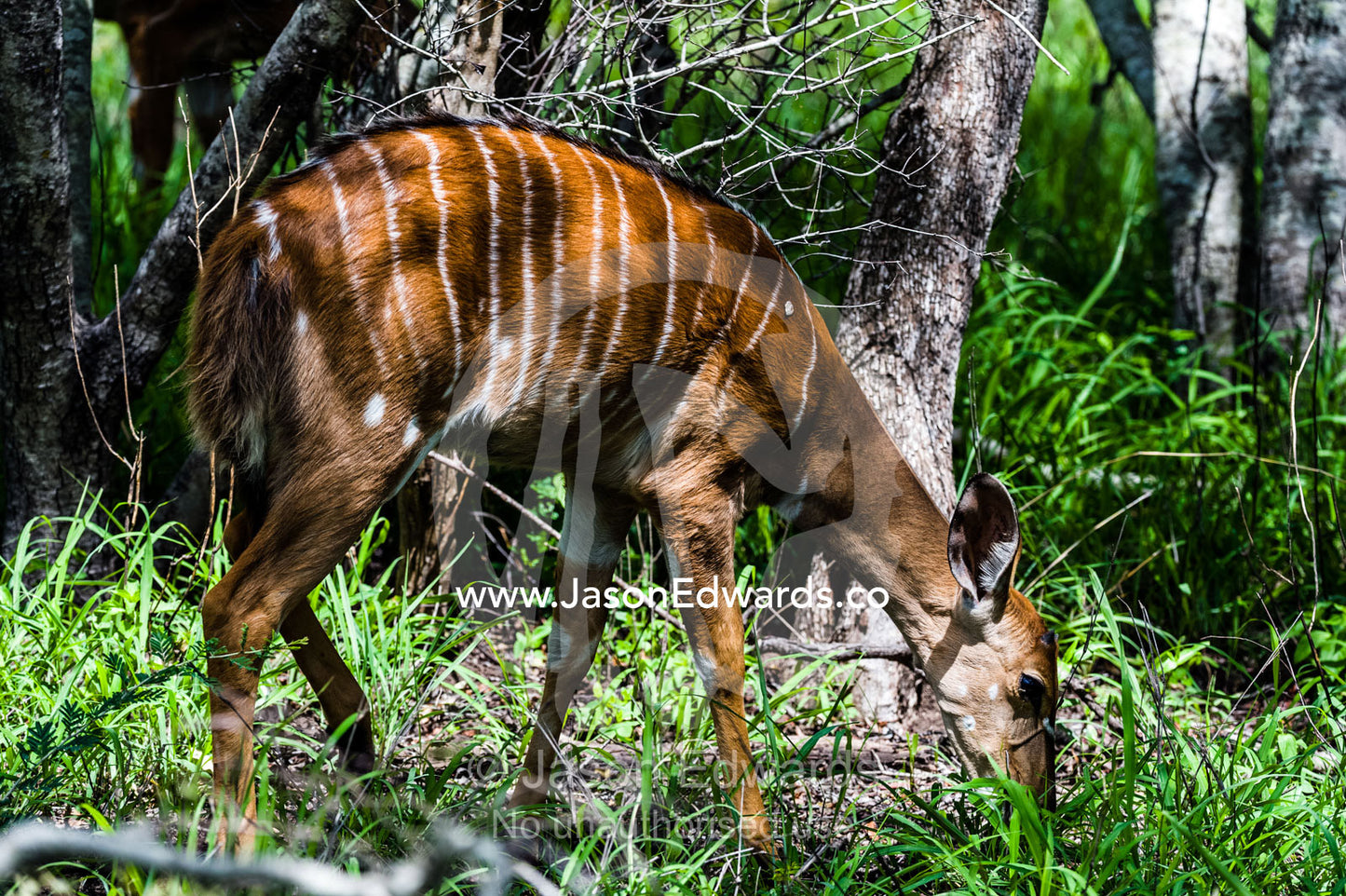 A female Nyala grazing on fresh grasses in a wetland forest. Kruger National Park, Manyeleti Game Reserve, Limpopo Province, Mpumalanga Province, South Africa.