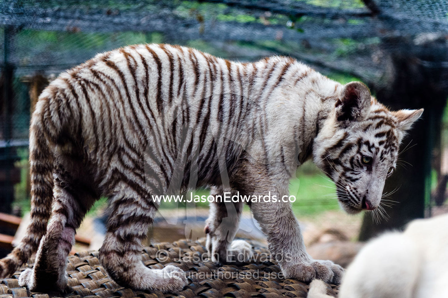 A captive albino Bengal Tiger cub exploring it's cage. The Farm Inn, Pretoria, Gauteng Province, South Africa.