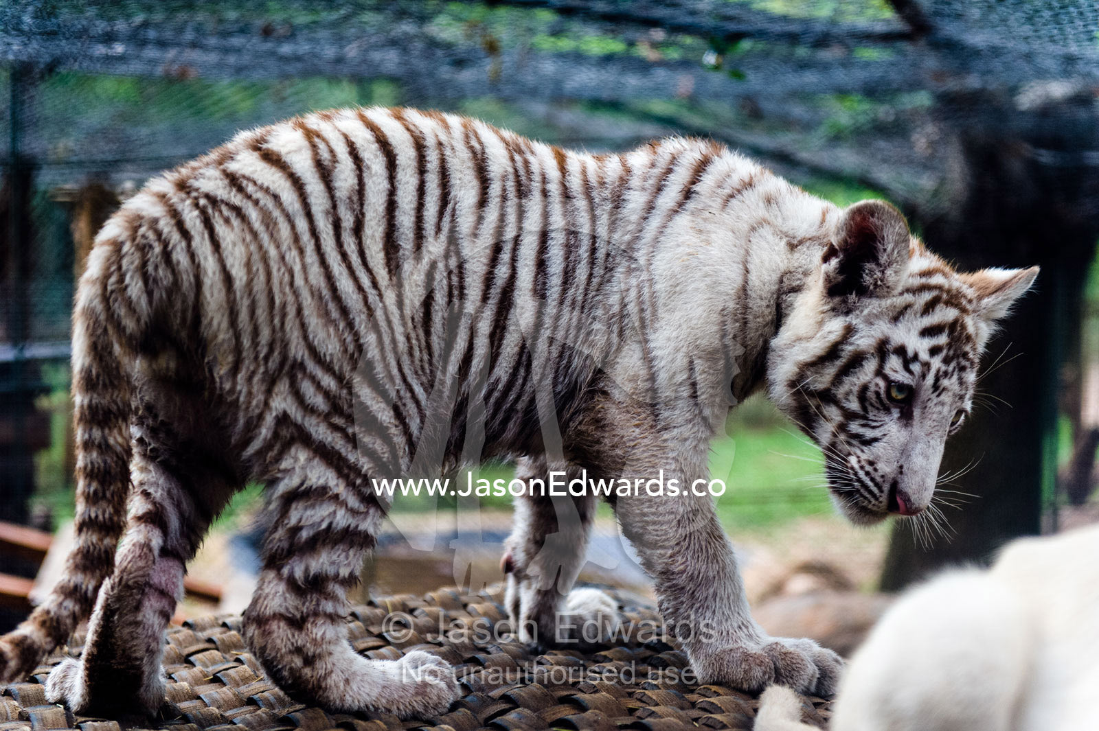 A captive albino Bengal Tiger cub exploring it's cage. The Farm Inn, Pretoria, Gauteng Province, South Africa.