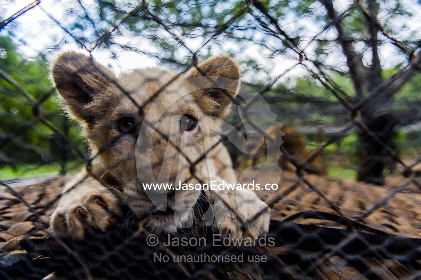 An inquisitive African Lion cub peers through the wire of its cage. The Farm Inn, Pretoria, Gauteng Province, South Africa.