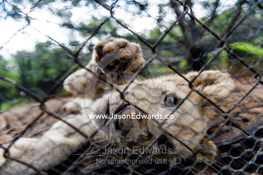 A playful African Lion cub puts his paw through the wire of his cage. The Farm Inn, Pretoria, Gauteng Province, South Africa.