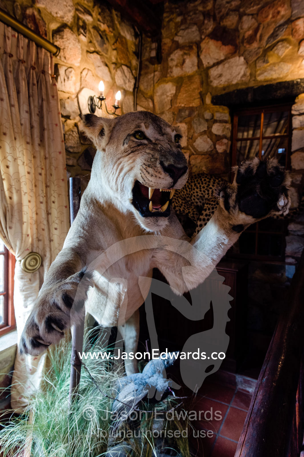 A snarling taxidermy lioness greets guests at an African safari lodge. The Farm Inn, Pretoria, Gauteng Province, South Africa.