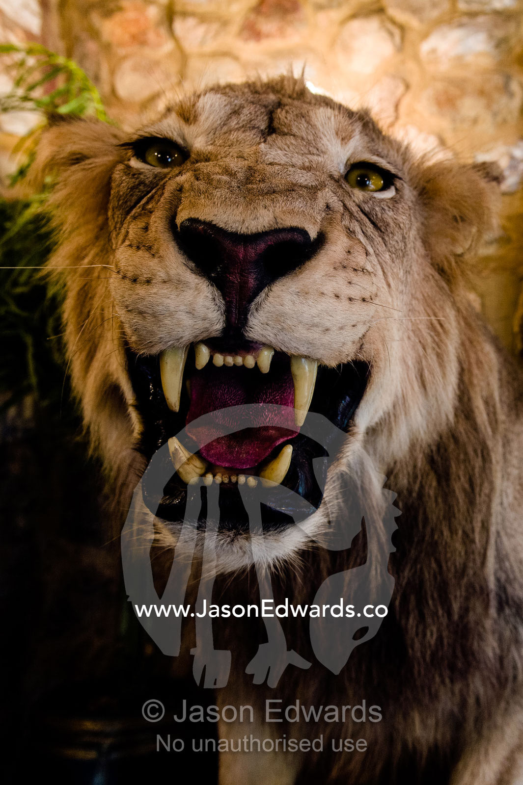 A snarling stuffed lion greets guests at an African safari lodge. The Farm Inn, Pretoria, Gauteng Province, South Africa.