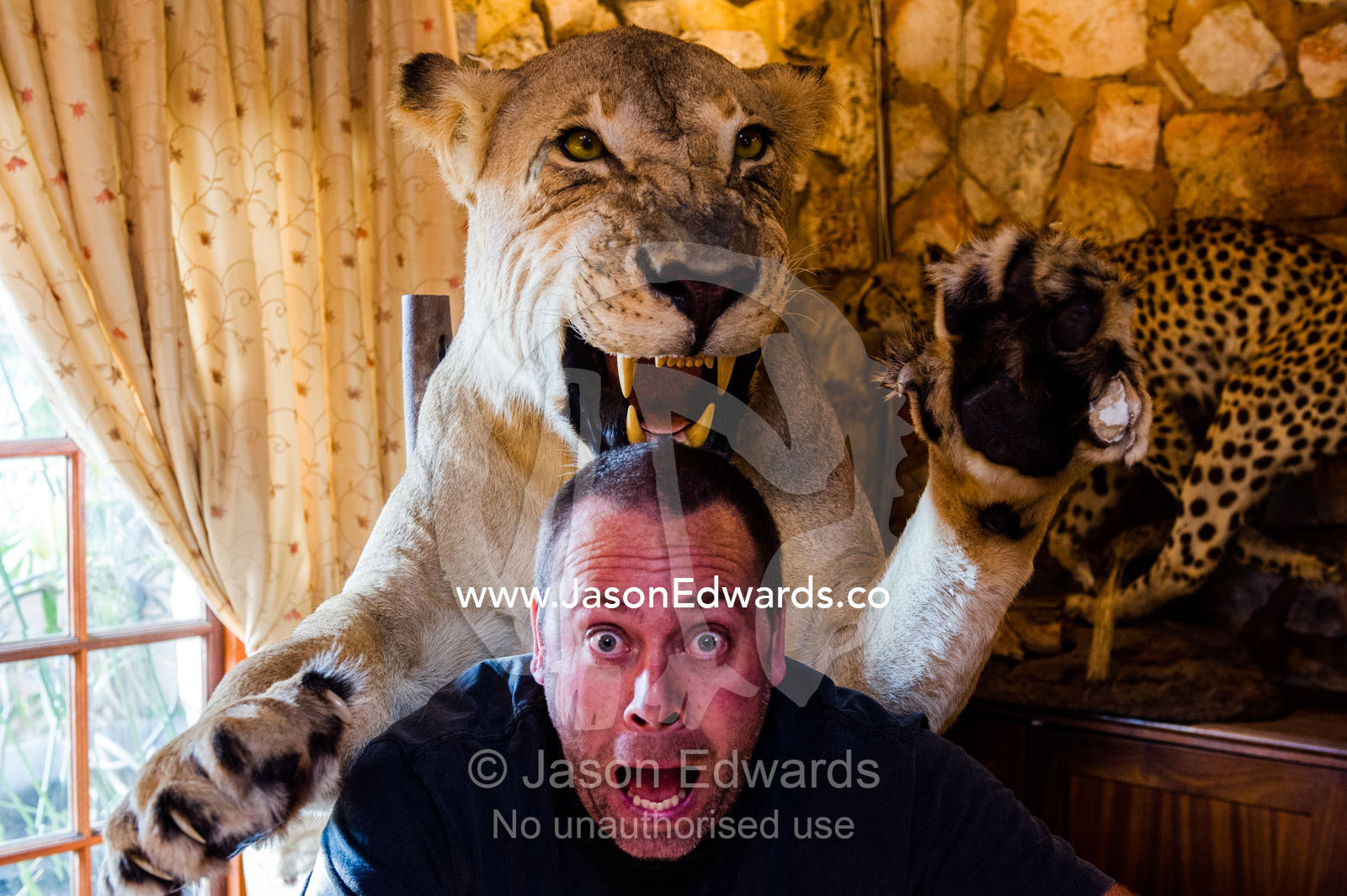A safari lodge stuffed lioness attacks a man. The Farm Inn, Pretoria, Gauteng Province, South Africa.