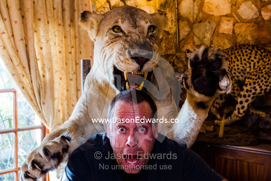 A safari lodge stuffed lioness attacks a man. The Farm Inn, Pretoria, Gauteng Province, South Africa.
