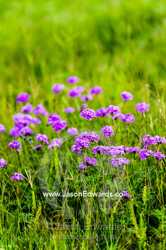A cluster of Purple Top flowers growing in a field on a safari lodge. The Farm Inn, Pretoria, Gauteng Province, South Africa.