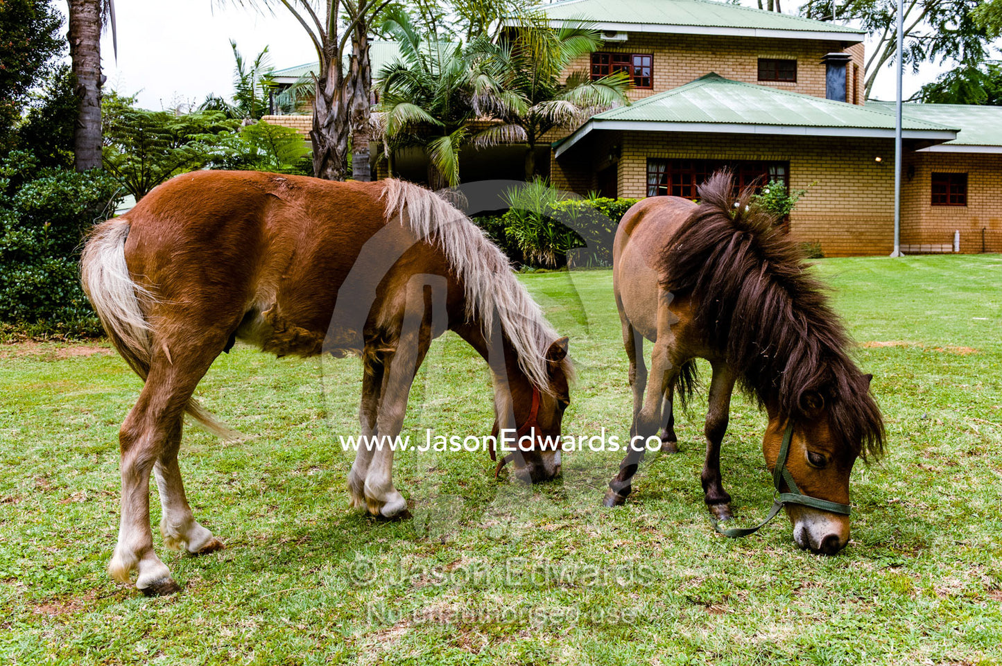 A pair of Miniature Horses grazing on a garden lawn at a guest house. Dark Chocolate Guest House, Pretoria, Gauteng Province, South Africa.