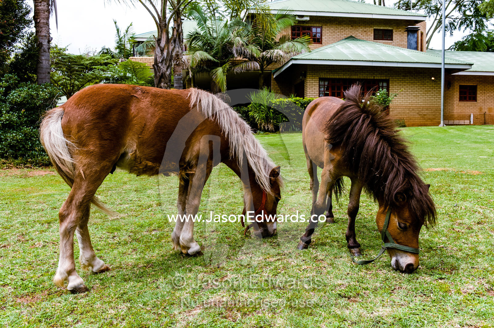 A pair of Miniature Horses grazing on a garden lawn at a guest house. Dark Chocolate Guest House, Pretoria, Gauteng Province, South Africa.
