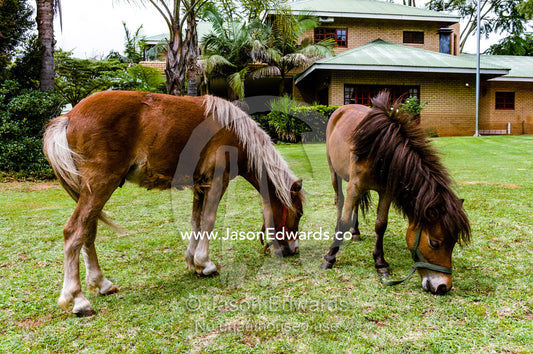 A pair of Miniature Horses grazing on a garden lawn at a guest house. Dark Chocolate Guest House, Pretoria, Gauteng Province, South Africa.