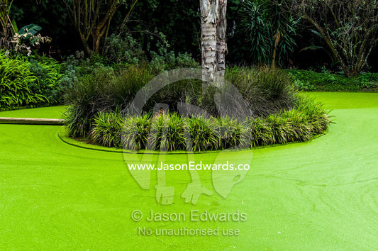 Aquatic plants and algae cover the water surface of a garden pond. Dark Chocolate Guest House, Pretoria, Gauteng Province, South Africa.