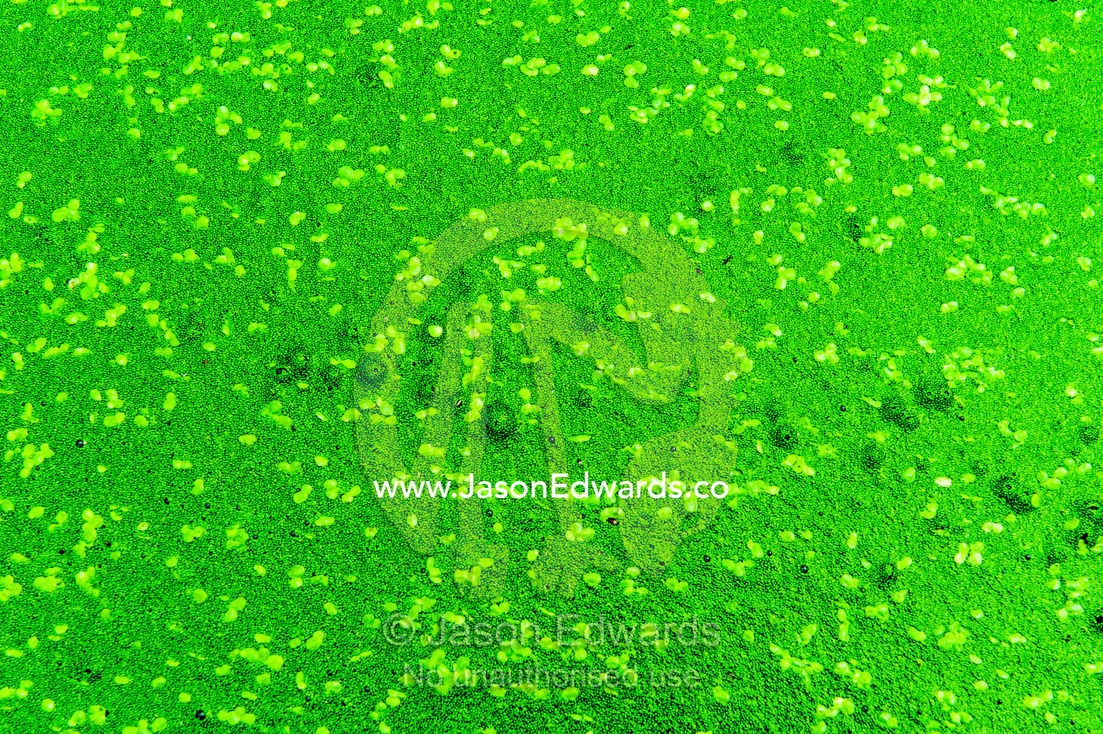 Aquatic plants and algae cover the water surface of a garden pond. Dark Chocolate Guest House, Pretoria, Gauteng Province, South Africa.