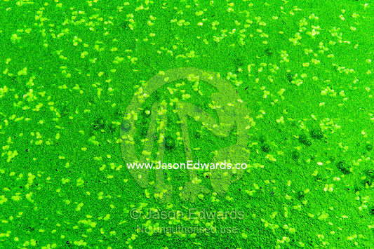 Aquatic plants and algae cover the water surface of a garden pond. Dark Chocolate Guest House, Pretoria, Gauteng Province, South Africa.