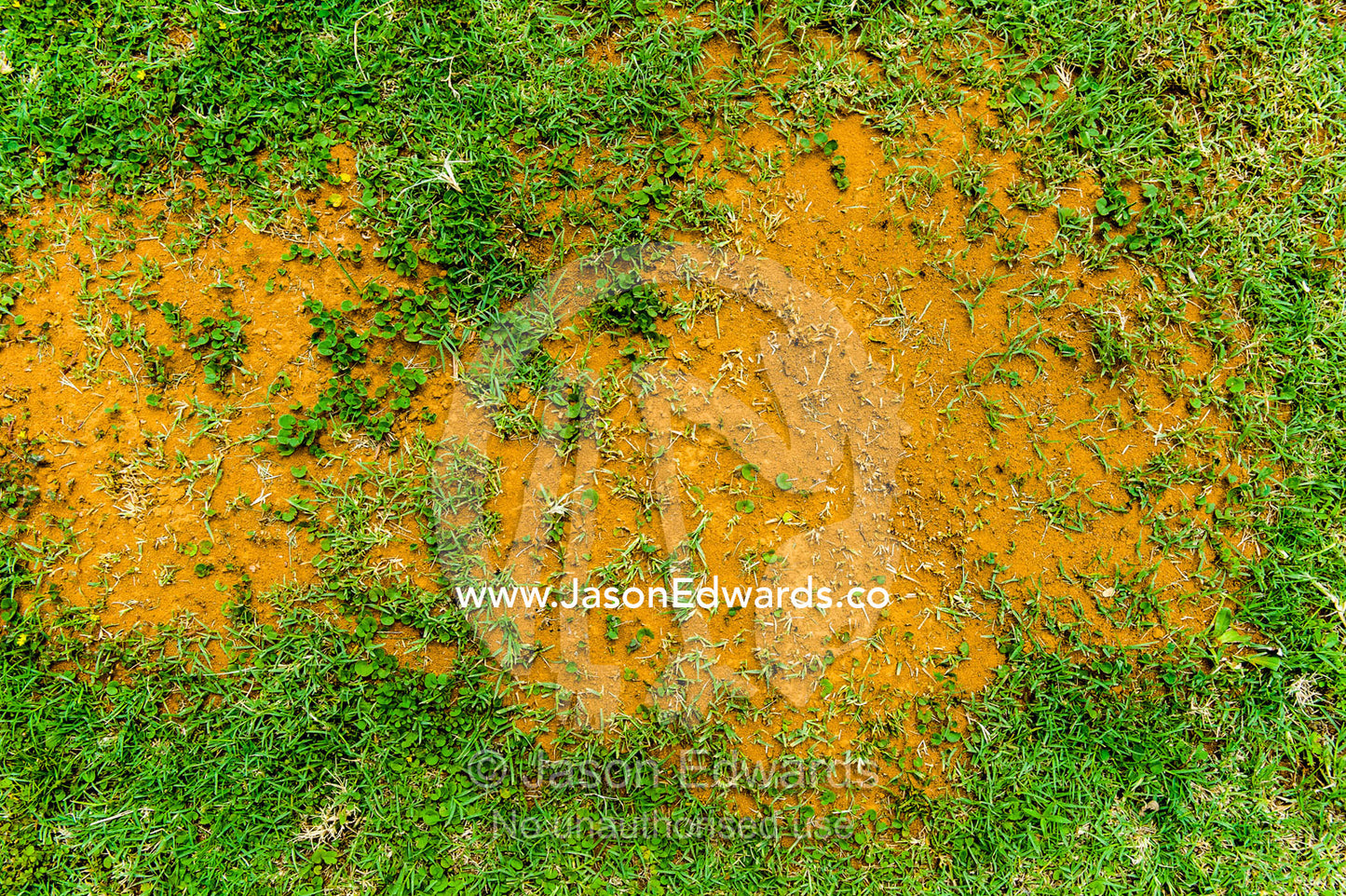 A colony of Lawn Ants destroying a garden lawn by removing the grass. Dark Chocolate Guest House, Pretoria, Gauteng Province, South Africa.