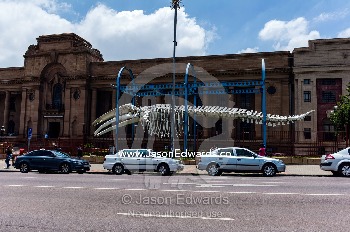 A Blue Whale skeleton meets visitors to the Museum of Natural History. Transvaal Museum of Natural History, Pretoria, Gauteng Province, South Africa.